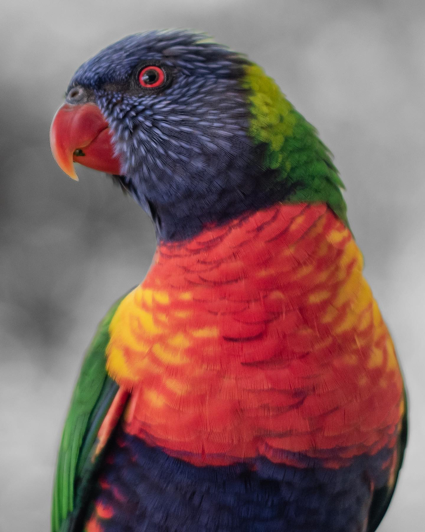 parrot looks into camera, up-close (lorikeet)